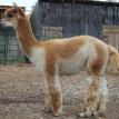 Andes Acres Marley